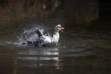 The duck on the pond is washed. She sprays water around her, her beak open.