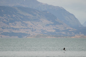 Imperial shag in flight over the Ultima Esperanza inlet.