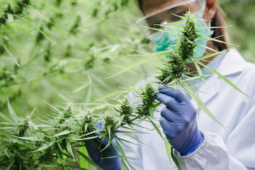 Fototapeta premium Portrait of scientist with mask checking hemp plants in a greenhouse. Concept of herbal alternative medicine, CBD cannabis oil.