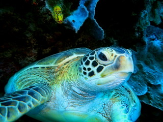 Fototapeta premium The amazing and mysterious underwater world of Indonesia, North Sulawesi, Manado, sea turtle