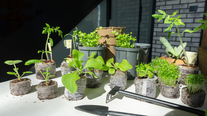 Young flower seedlings of petunia, geranium, lobelia ready for transplanting into larger pots. Growing vegetable seedlings of tomatoes indoors in coconut tablets.