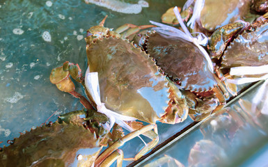 Live crabs in an aquarium