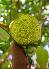 Jack fruit grows on a tree