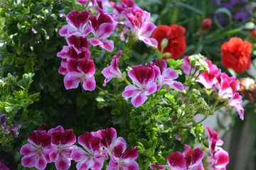 Beautiful pink and white flowers of pelargonium (geranium).