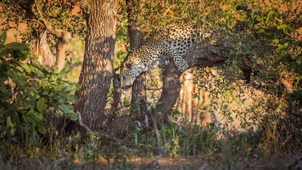 Leopard in Kruger National park, South Africa © PACO COMO