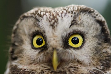 A Tengmalm's owl (Aegolius funereus) close up portrait