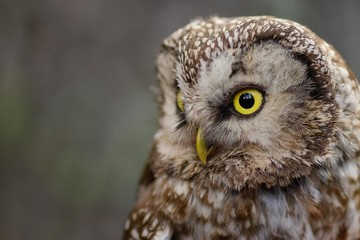 A Tengmalm's owl (Aegolius funereus) close up portrait