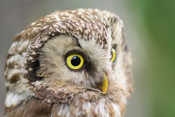 Obraz premium A Tengmalm's owl (Aegolius funereus) close up portrait
