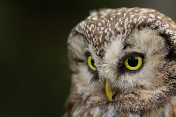 Fototapeta premium A Tengmalm's owl (Aegolius funereus) close up portrait