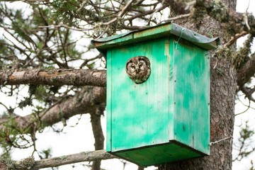 A Tengmalm's owl (Aegolius funereus) looking out of it's nest