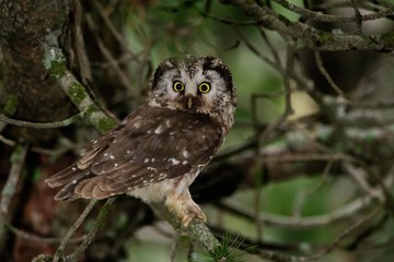 A Tengmalm's owl (Aegolius funereus)