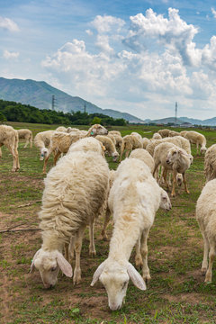 Vertical photo of sheep herd eating grass on beautiful meadow