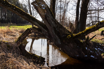 Wiosna na Podlasiu. Dolina Górnej Narwi. Piękne Podlasie, Polska © podlaski49
