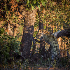 Plakat Leopard in Kruger National park, South Africa