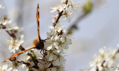 Schmetterling auf der Blüte