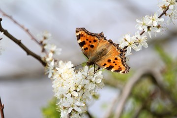 Schmetterling auf der Blüte