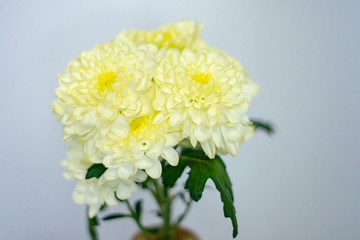 A branch of chrysanthemums in a vase, flowers are a pale yellow color.