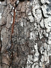 The bark of the mangosteen tree is dead and is dried over time.