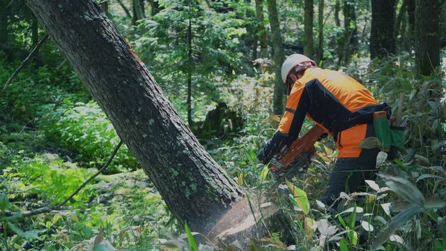 Lumberjack working