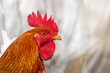 Brown rooster close up in profile on light background_