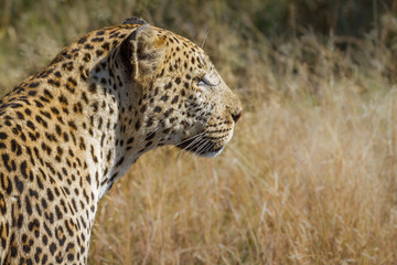 Leopard in Kruger National park, South Africa