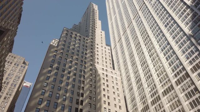 Birds flying between skyscraper office buildings in Lower Manhattan's Financial district. Low angle view. Daytime. Subtle camera motion.