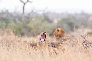 African lion in Kruger National park, South Africa
