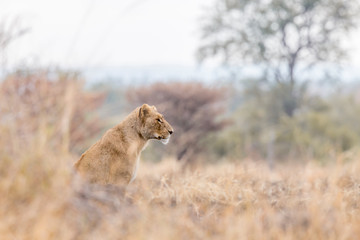African lion in Kruger National park, South Africa