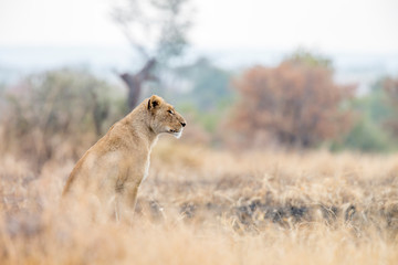 African lion in Kruger National park, South Africa