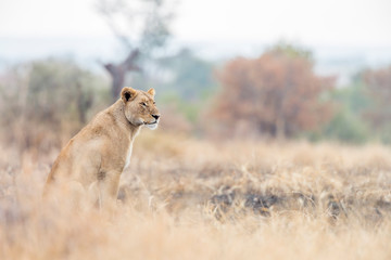 African lion in Kruger National park, South Africa