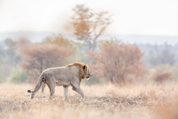 African lion in Kruger National park, South Africa