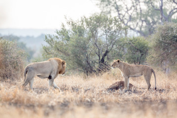 African lion in Kruger National park, South Africa