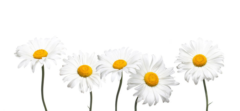Beautiful daisy flowers  isolated on white background, white camomiles wallpaper