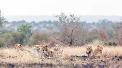 Naklejka na ściany i meble African lion in Kruger National park, South Africa