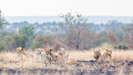 African lion in Kruger National park, South Africa