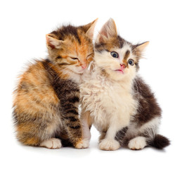 Obraz premium Two small kittens isolated.