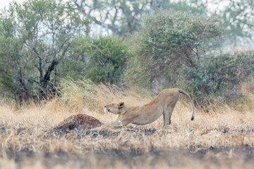 African lion in Kruger National park, South Africa