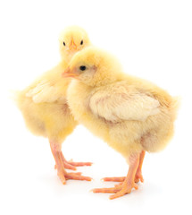 Two yellow chicks.