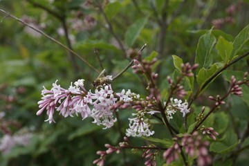 Pale pink flowers on a tree, with a bee