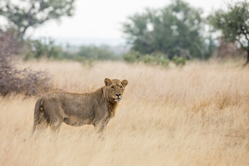 African lion in Kruger National park, South Africa