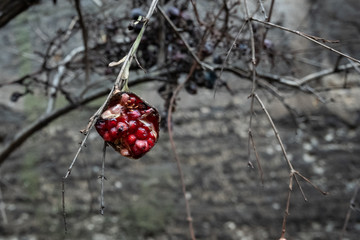last pomegranate on a tree, Istanbul, Turkey