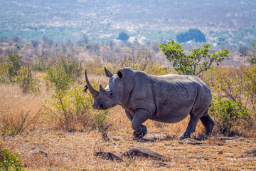 Southern white rhinoceros in Kruger National park, South Africa © PACO COMO