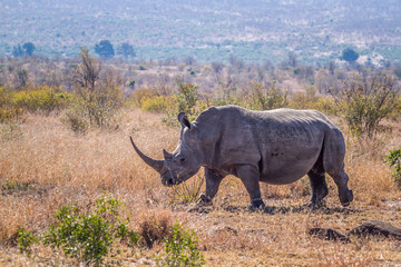 Fototapeta premium Southern white rhinoceros in Kruger National park, South Africa