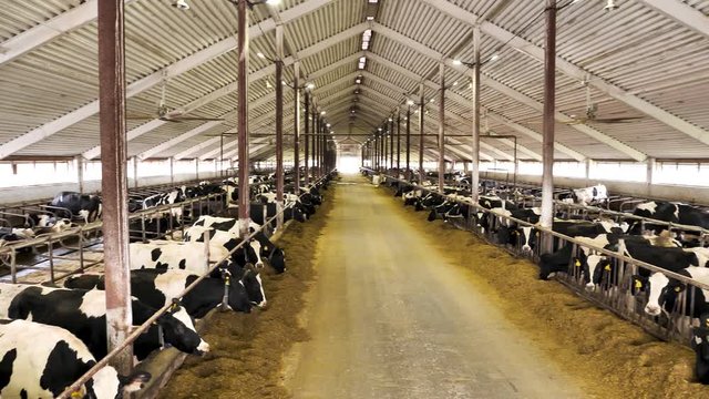 Modern farm barn with milking cows. Cowshed