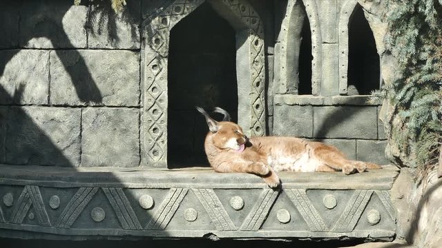 Caracal goes to bed in the aviary of the zoo..