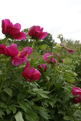 Obraz na płótnie Canvas pink peonies in the garden