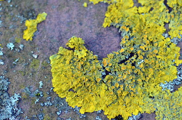 Moosflechten auf Steinmauer