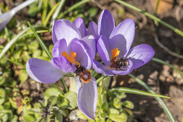 Fototapeta premium bienen