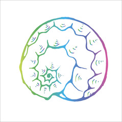 Gradient sea animal drawing. Ancient marine spiral. Tattoo idea.
