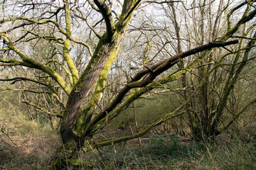 Dramatic moss covered tree